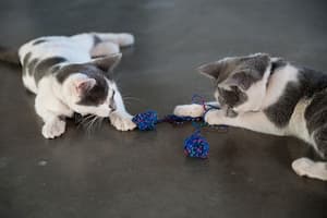 Achieving Satisfying Playtime in Multi-Cat Households